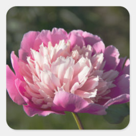 Pegatina Cuadrada Flores de peonía rosada en primavera