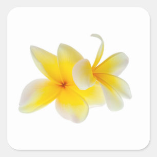 Pegatina Cuadrada Flores de Plumeria Frangipani de color blanco hawa