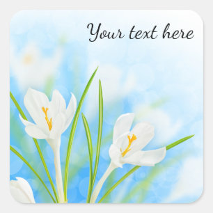 Pegatina Cuadrada Flores de primavera (crocus blanco)