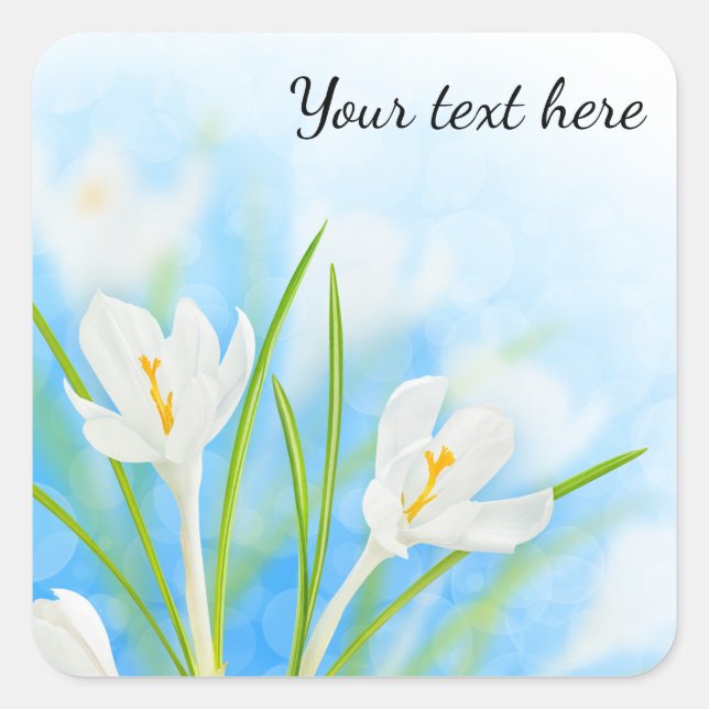 Pegatina Cuadrada Flores de primavera (crocus blanco) (Anverso)