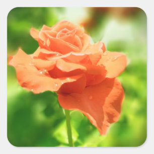Pegatina Cuadrada Flores de Rosa Románticas #2