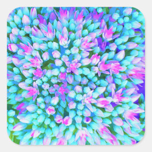 Pegatina Cuadrada Flores de Sedum Suculentas Azul y Rosa Caliente De