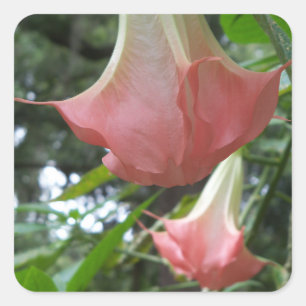Pegatina Cuadrada Flores de trompeta de los ángeles rosados