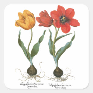 Pegatina Cuadrada Flores de Tulipán de Primavera Vintage por Basiliu
