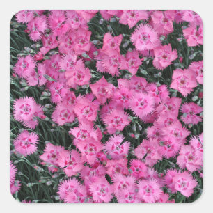 Pegatina Cuadrada Flores de william dulce rosa