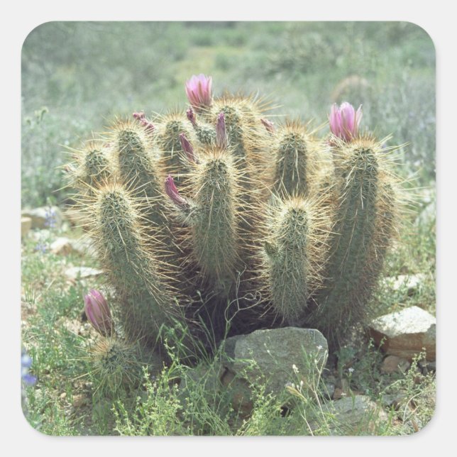 Pegatina Cuadrada Flores del desierto Blooms Cactus Personalizado Pe (Anverso)