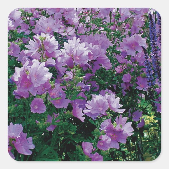 Pegatina Cuadrada Flores moradas de hisbiscus (Anverso)