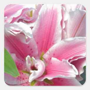 Pegatina Cuadrada Flores rosadas del lirio del stargazer en