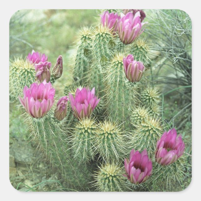 Pegatina Cuadrada Flores rosas Desiertos Cactus Personalizados Decal (Anverso)