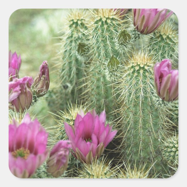 Pegatina Cuadrada Flores rosas Desiertos Cactus Personalizados Decal (Anverso)