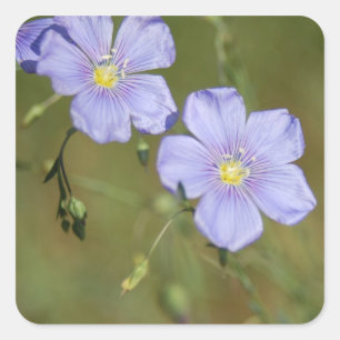 Pegatina Cuadrada Flores silvestres 2
