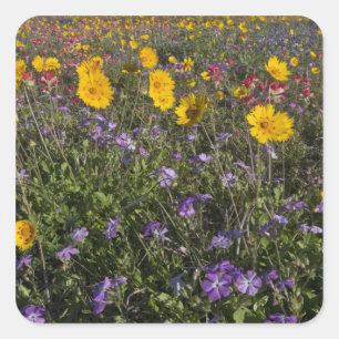 Pegatina Cuadrada Flores silvestres al borde de la carretera en Texa