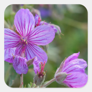 Pegatina Cuadrada Flores silvestres de geranio pegajoso