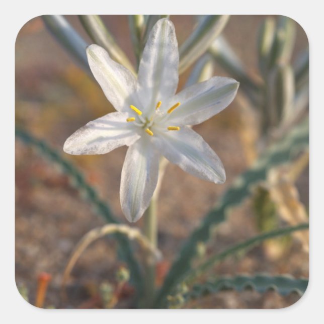 Pegatina Cuadrada Flores silvestres de lirio del desierto (Anverso)