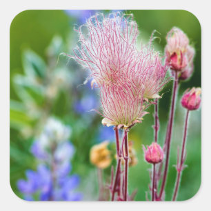 Pegatina Cuadrada Flores silvestres de Prairie Smoke en Aspen Grove