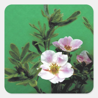 Pegatina Cuadrada flores silvestres de rosa rosa en verde, Elegante