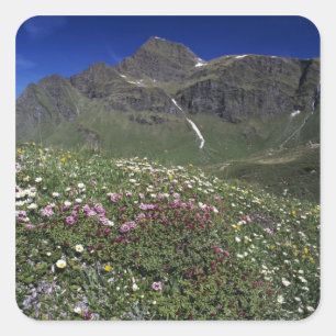 Pegatina Cuadrada Flores silvestres, floreciendo, Alpes, Suiza