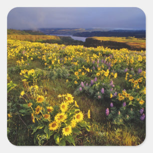 Pegatina Cuadrada Flores silvestres primaverales en abundancia en el