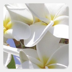 Pegatina Cuadrada Flores tropicales de plumeria