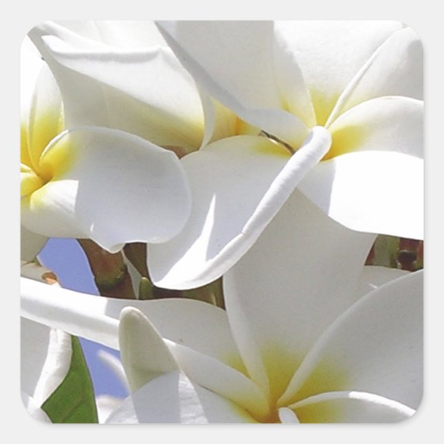 Pegatina Cuadrada Flores tropicales de plumeria (Anverso)