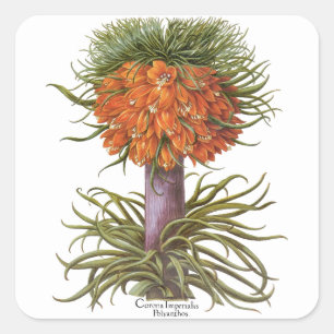 Pegatina Cuadrada Flores Vintage de Fritillaria Naranja Basilius Bes