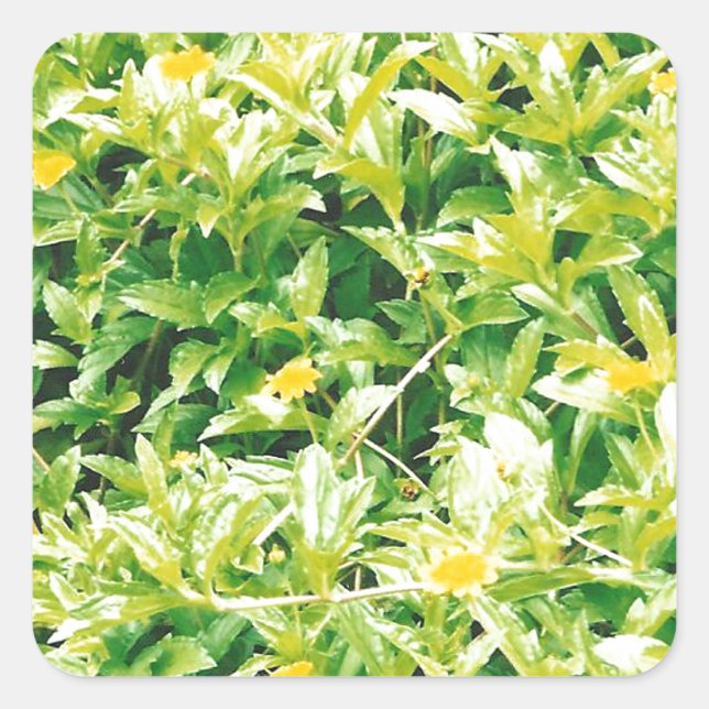 Pegatina Cuadrada Flores y plantas en verano (Anverso)