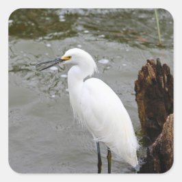 Pegatina Cuadrada Florida's Singing Egret