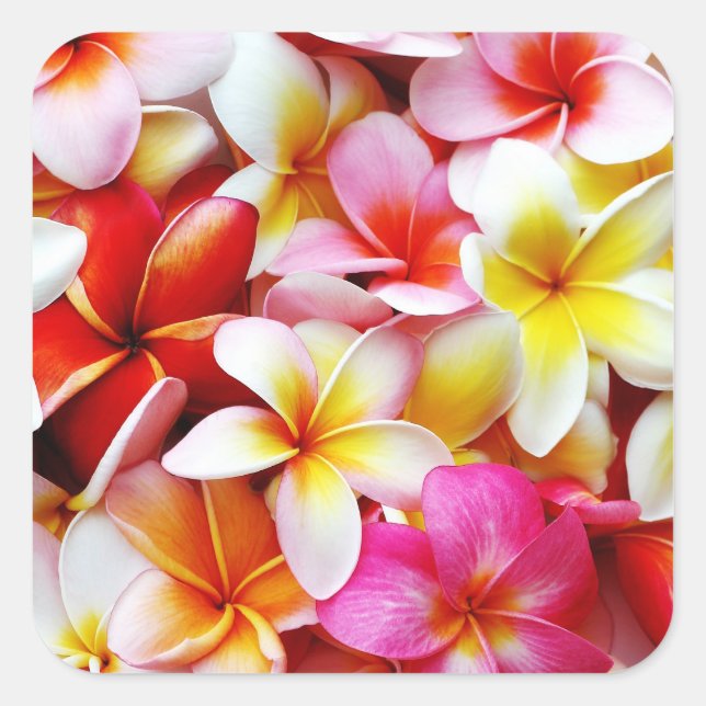Pegatina Cuadrada Flower Hawaii Personalizada Plumeria Frangipani (Anverso)
