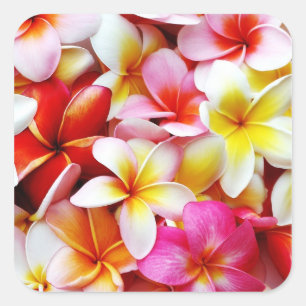 Pegatina Cuadrada Flower Hawaii Personalizada Plumeria Frangipani
