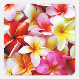Pegatina Cuadrada Flower Hawaii Personalizada Plumeria Frangipani