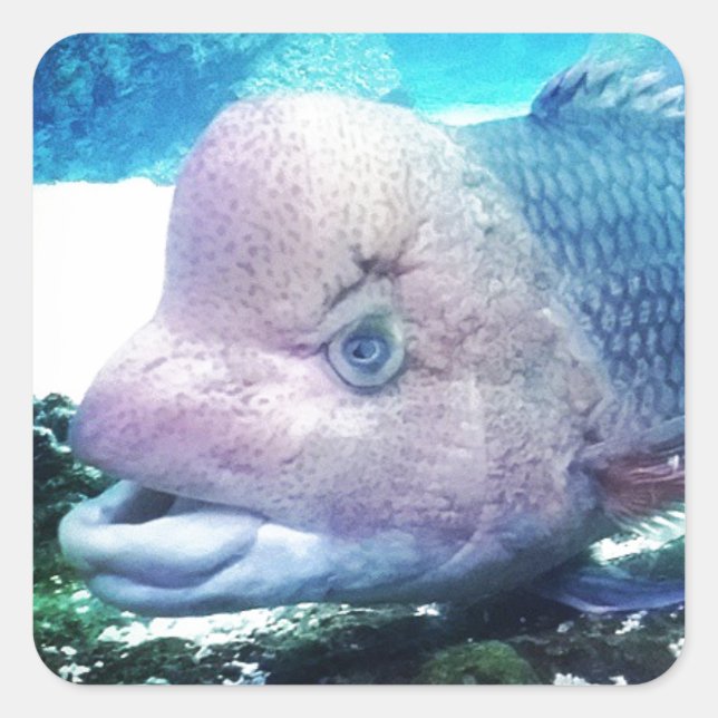 Pegatina Cuadrada Flowerhorn Cichlid Fish (Anverso)