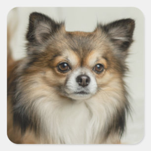 Pegatina Cuadrada Fluffy Long Haiid Chihuahua
