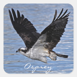 Pegatina Cuadrada Flying Fish Eagle Osprey Nature Photograph