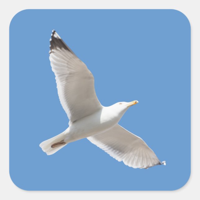 Pegatina Cuadrada Flying gull (Anverso)