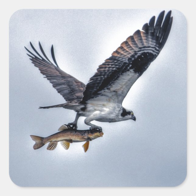 Pegatina Cuadrada Flying Osprey con Walleye Fish HDR Foto (Anverso)