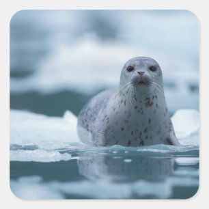 Pegatina Cuadrada foca común del Pacífico, Phoca vitulina richardsi