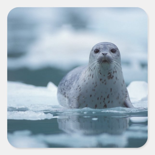 Pegatina Cuadrada foca común del Pacífico, Phoca vitulina richardsi (Anverso)