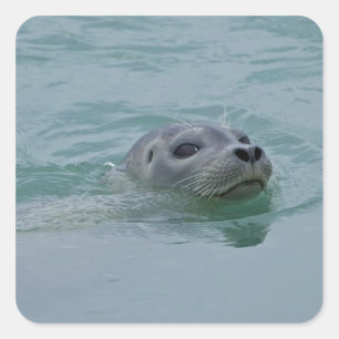Pegatina Cuadrada Foca común nadando en el lago glacial Jokulsarlon