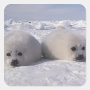 Pegatina Cuadrada Foca de Groenlandia (Phoca groenlandica) Crías de 