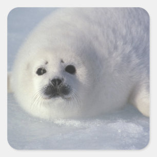 Pegatina Cuadrada Foca de Groenlandia (Phoca groenlandica) Una cría 