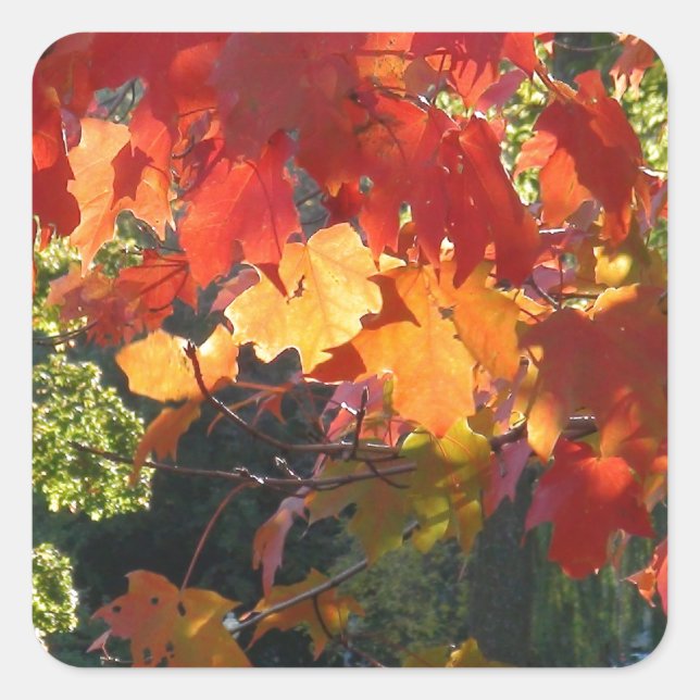 Pegatina Cuadrada Foliage de otoño (Anverso)