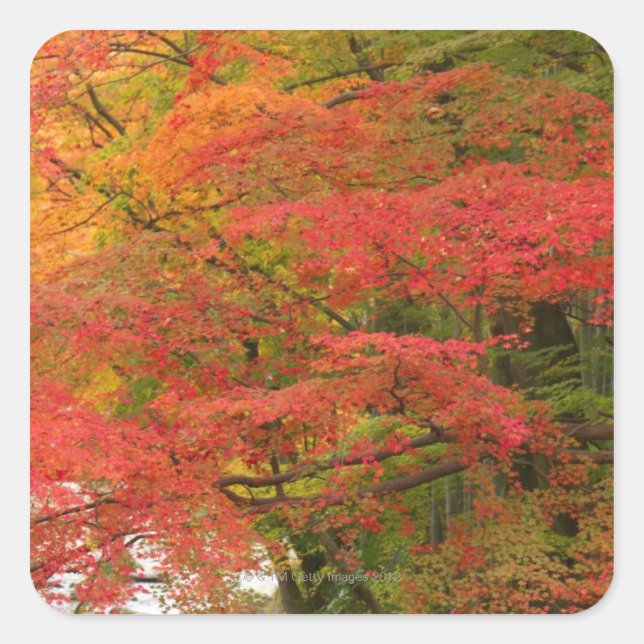 Pegatina Cuadrada Foliage del otoño japonés (Anverso)