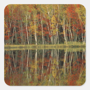 Pegatina Cuadrada Follaje de otoño y reflejos de abedul; Hiawatha