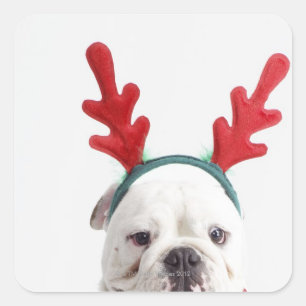 Pegatina Cuadrada fondo blanco, bulldog blanco masculino, rojo