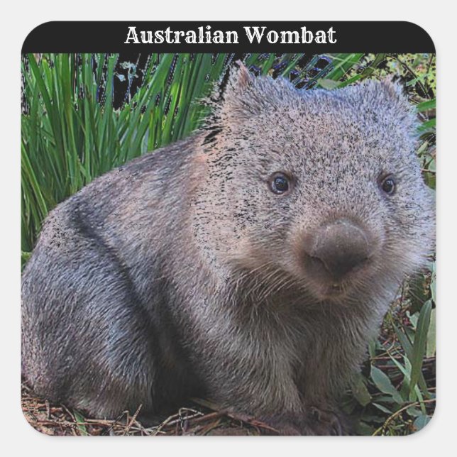 Pegatina Cuadrada Fondo Wombat de Australia (Anverso)