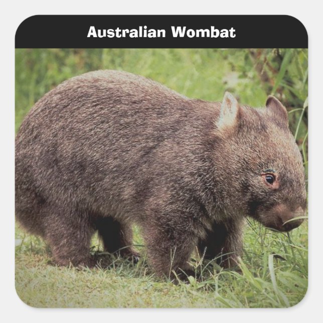 Pegatina Cuadrada Fondo Wombat de Australia (Anverso)