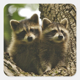 Pegatina Cuadrada Foto Adorable de Raccoons para Bebés Pequeños