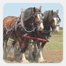 Foto agrícola de Horse Clydesdale
