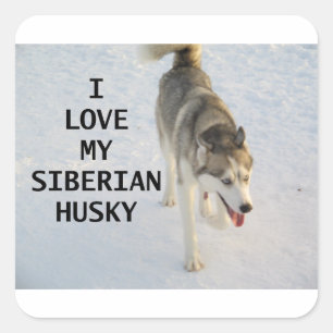 Pegatina Cuadrada foto de amor gris y blanco siberiano con husky