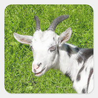 Foto de animales de granja de cabra
